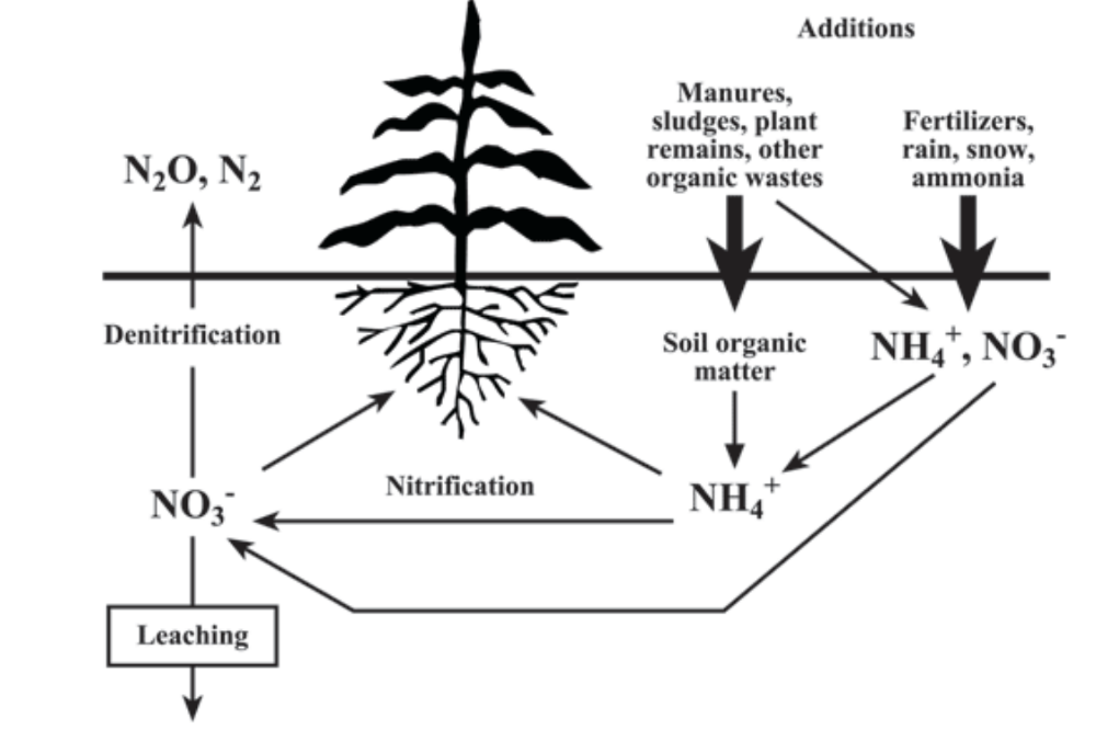 the nitrogen cycle